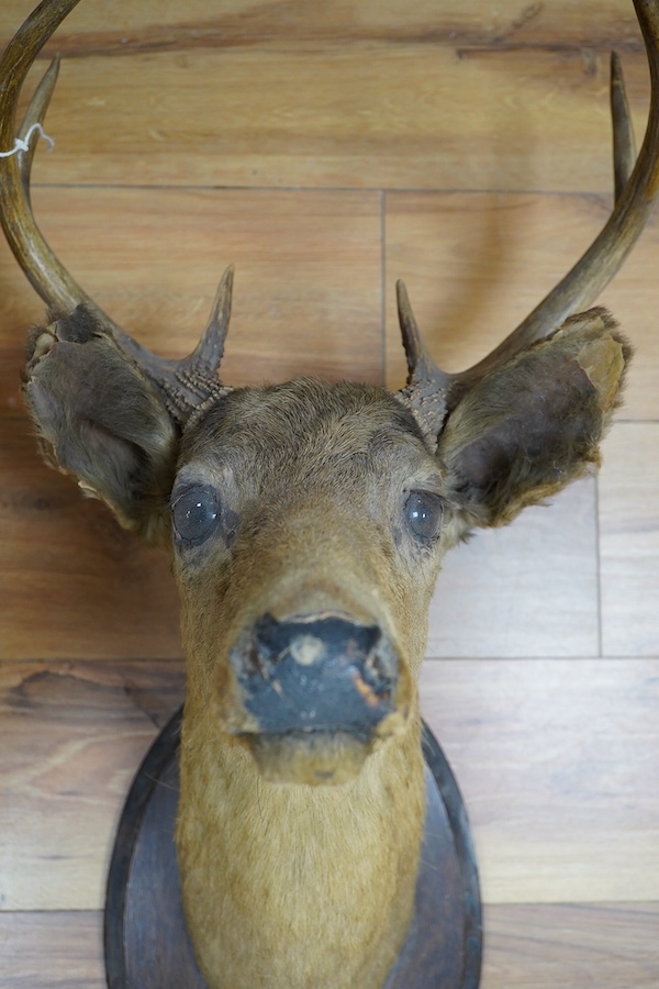 An early 20th century taxidermy deer head, oak plate bears ‘Crosby Frisian Fur Co.’ label. Condition - poor (split ears)